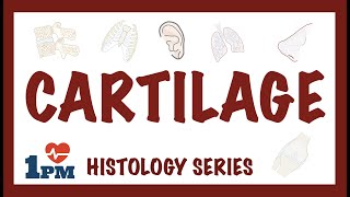 CARTILAGE  Histology Types Functions [upl. by Stanton465]