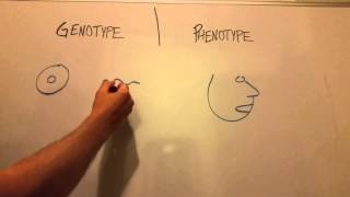 Genotype Vs Phenotype [upl. by Cantone]