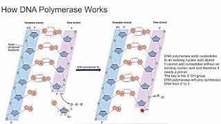 How DNA Polymerase Works [upl. by Lladnew]