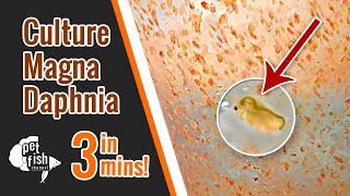 How to culture DAPHNIA MAGNA  The easy way [upl. by Ahsote]