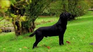 Black Labrador working gundog [upl. by Tnahsarp692]