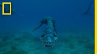 Sea Monsters  National Geographic [upl. by Subir]