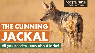 Learn the facts All you need to know about Jackal  EcoTraining [upl. by Anilave]