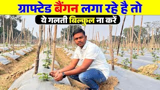 Grafted बैंगन लगाए तो ये गलती ना करें [upl. by Asiak]