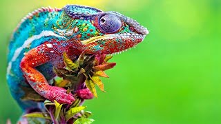 Chameleon Changing Color  Best Of Chameleons Changing Colors Compilation [upl. by Burkhard]