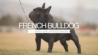 FRENCH BULLDOG FIVE THINGS YOU SHOULD KNOW [upl. by Aiksas]