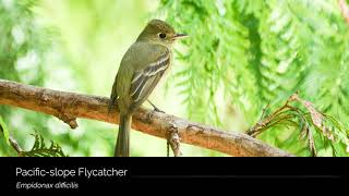 Pacificslope Flycatcher [upl. by Olihs]