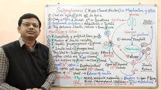 Diabetes Mellitus Part10 Mechanism of Action of Sulfonylurease  Antidiabetic Drugs  Diabetes [upl. by Anitsim]