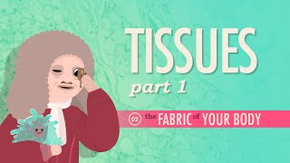 Tissues Part 1 Crash Course Anatomy amp Physiology 2 [upl. by Acul2]