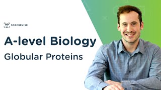 Globular Proteins  Alevel Biology  OCR AQA Edexcel [upl. by Haduhey]