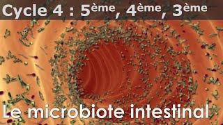 SVT  Cycle 4  COURS  Le microbiote intestinal [upl. by Meg900]