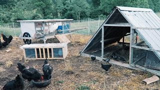 5 Chicken Coops That Work  5 Brilliant Ways [upl. by Nacim207]