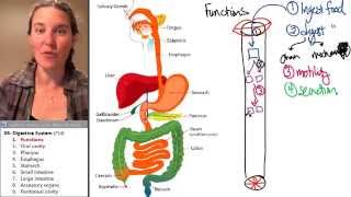 Digestive System 1 Function [upl. by Spring]