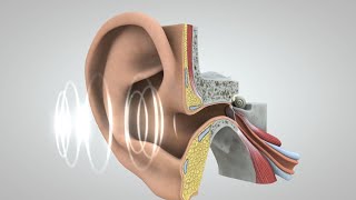 El viaje del sonido al cerebro [upl. by Otanod]