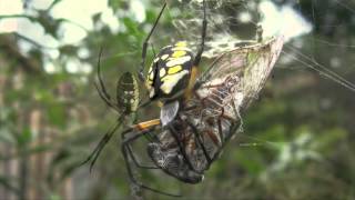 Spider Identification Orb Weavers [upl. by Yde]