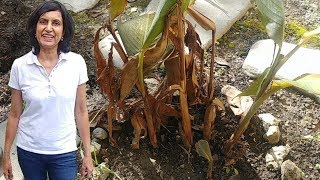 Pruning Canna Plants  part 2 [upl. by Eedia506]