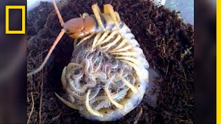 Creepy Yet Heartwarming Centipede Mother quotHugsquot Its Babies  National Geographic [upl. by Mignon605]