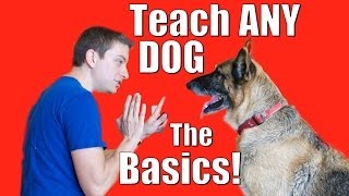 Dog Training 101 How to Train ANY DOG the Basics [upl. by Annerol661]