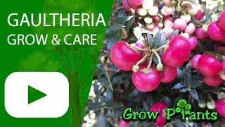 Gaultheria  grow amp care Wintergreen [upl. by Suivatnod]