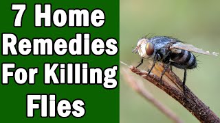 7 Home Remedies For Killing House Flies [upl. by Anigroeg603]