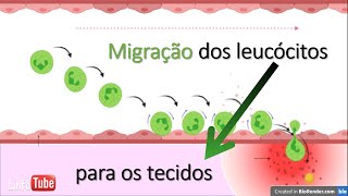 Migração de leucócitos para instauração da inflamação [upl. by Simpkins]