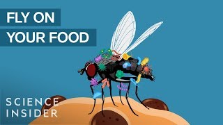 What Happens When A Fly Lands On Your Food [upl. by Ressler]