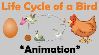 BIRD LIFE CYCLE  Animation [upl. by Spencer458]