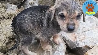 Heartbreaking Video Rescue Abandoned Homeless Puppies [upl. by Horowitz]