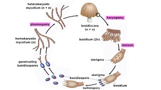 Basidiomycota Part 2 The Mushroom Life Cycle [upl. by Refinnej]