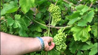 How to Grow Backyard Grapes [upl. by Magda]