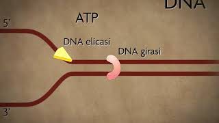 Duplicazione del DNA [upl. by Cherian]