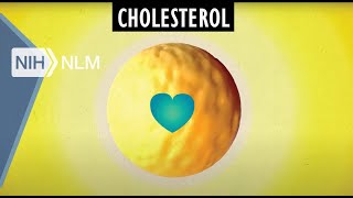 Low LDL vs High HDL Density Lipoprotein Cholesterol Explained [upl. by Domini]