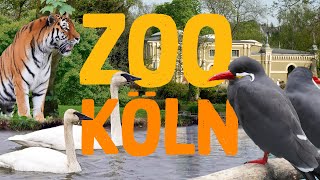 Zoo Köln  Zoo Eindruck [upl. by Barnett266]