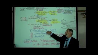 ANATOMY THE INTEGUMENT Part 1 by Professor Fink [upl. by Rodmann199]