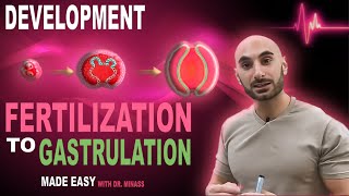 Introduction to Embryology  Fertilisation to Gastrulation Easy to Understand [upl. by Uzial541]