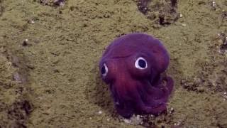 Googlyeyed Stubby Squid  Nautilus Live [upl. by Scriven920]