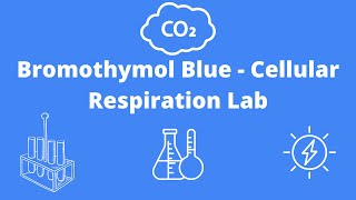 Bromothymol Blue Cellular Respiration Lab [upl. by Kleper380]