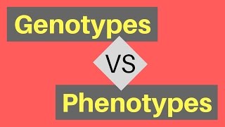 Genotype vs Phenotype  Understanding Alleles [upl. by O'Reilly]