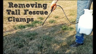 How To Remove Tall Fescue Clumps in Your Lawn [upl. by Arden]