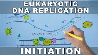 DNA Replication In Eukaryotes  Initiation [upl. by Barbara-Anne]