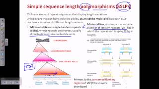 Simple sequence length polymorphism SSLP [upl. by Fuld]