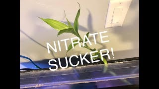 EASY NITRATE REMOVAL [upl. by Sopher]