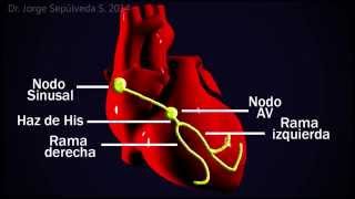 Electrocardiografía Básica Parte 34 [upl. by Yraek158]