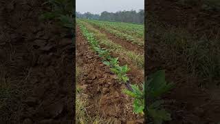 brinjal farming vnr vnr212 212 mittikitakat IndianFarmer [upl. by Sacttler]