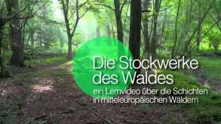 Die Stockwerke des Waldes  Baumschicht [upl. by Ariaes]