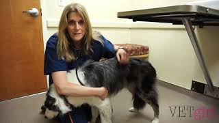 VETgirl Video  How to perform a physical exam [upl. by Curcio]