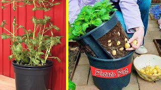 Cara Menanam Kentang Di POT atau polybag  Cepat dan mudah  How to Grow Potatoes [upl. by Calloway197]