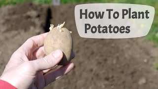 How To Plant Potatoes Planting Potatoes On A UK Allotment [upl. by Elkcim538]