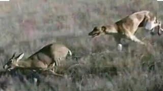 GREYHOUND VS STEENBOK 2022 p18 [upl. by Eibbil]