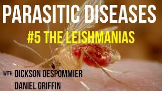 Parasitic Diseases Lectures 5 The Leishmanias [upl. by Cowey]